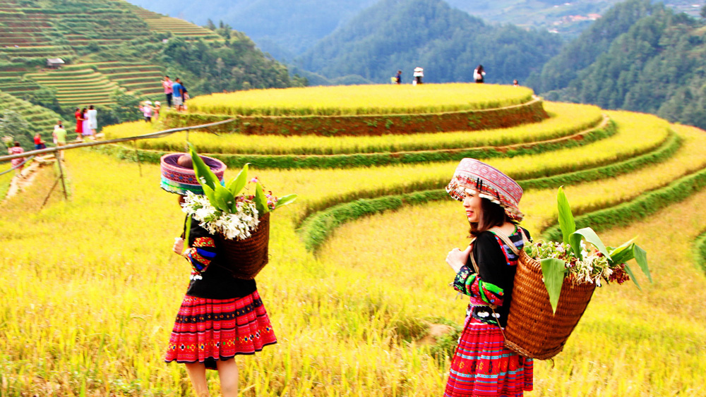 TOUR DU LỊCH HÀ NỘI - YÊN BÁI- MÙ CĂNG CHẢI - TÚ LỆ - NGHĨA LỘ - NÀNG THƠ GIỮA ĐẠI NGÀN 