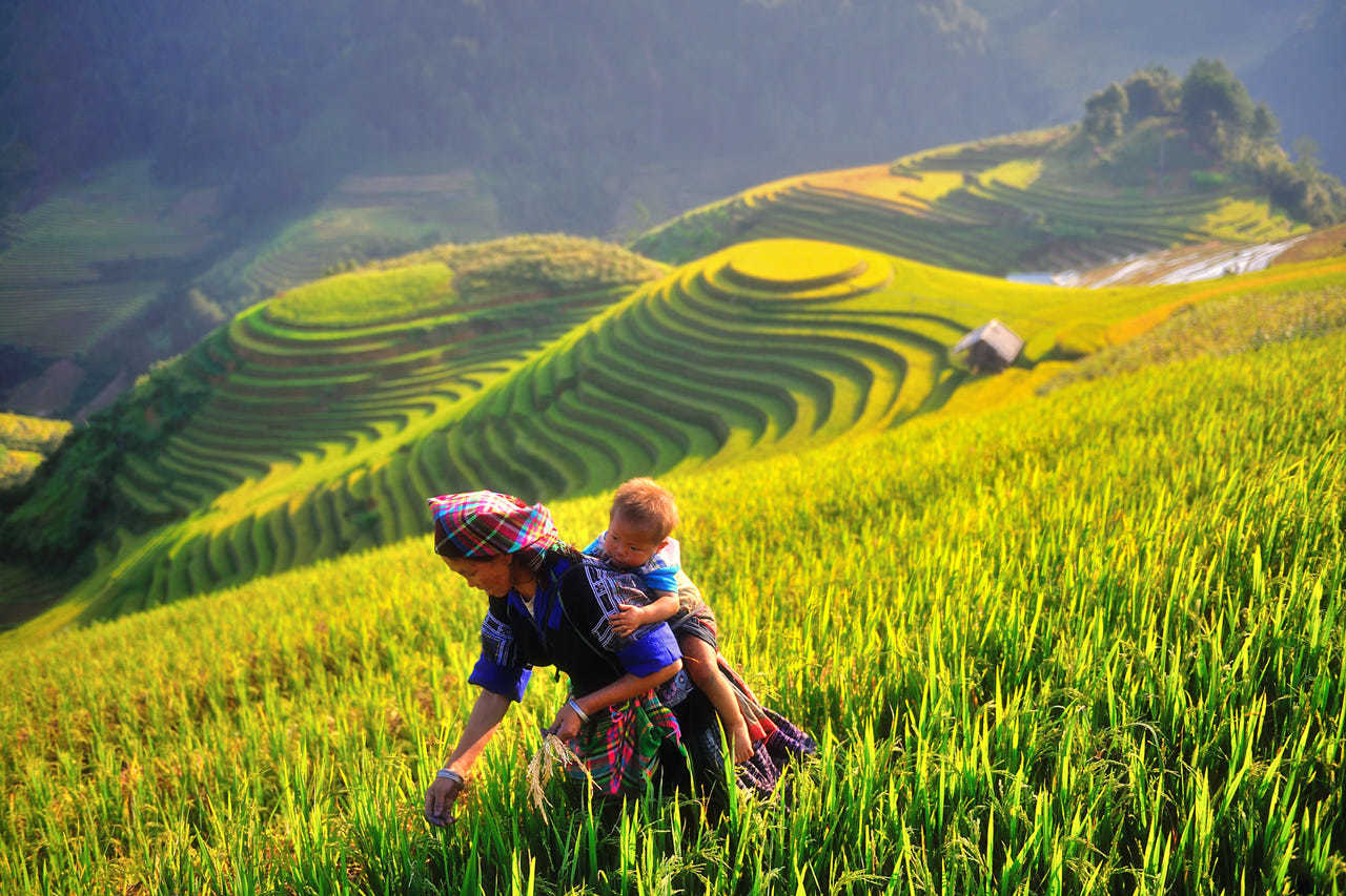 TOUR DU LỊCH HÀ NỘI - YÊN BÁI- MÙ CĂNG CHẢI - TÚ LỆ - NGHĨA LỘ - NÀNG THƠ GIỮA ĐẠI NGÀN 